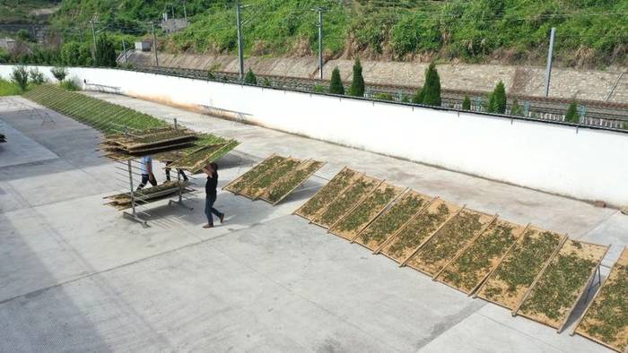 有关于蔡梅生赴点头调研生态茶园示范园茶叶发展工作的信息(4)