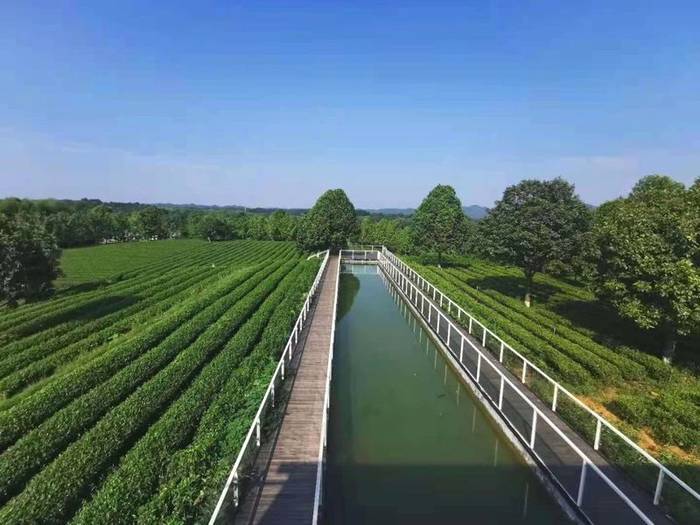 有关于《中国茶全书·四川卷》工作组一行走进湖南长沙参观考察的热门新闻(12)