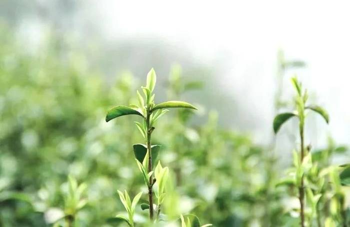 关于高考填志愿：茶学学科是什么？茶学院校怎么选？的热门消息(1)