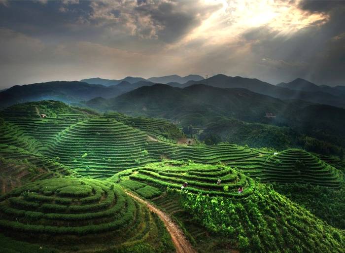 有关于蔡梅生赴点头调研生态茶园示范园茶叶发展工作的信息(7)