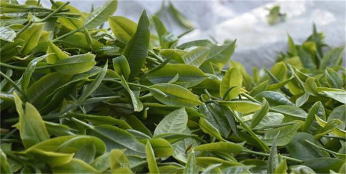 有关于“茶界盛会共谋“十四五”茶发展”“湘西黄金茶助推百亿茶产业”“茶博会如何讨好年轻人”的热门资讯(1)