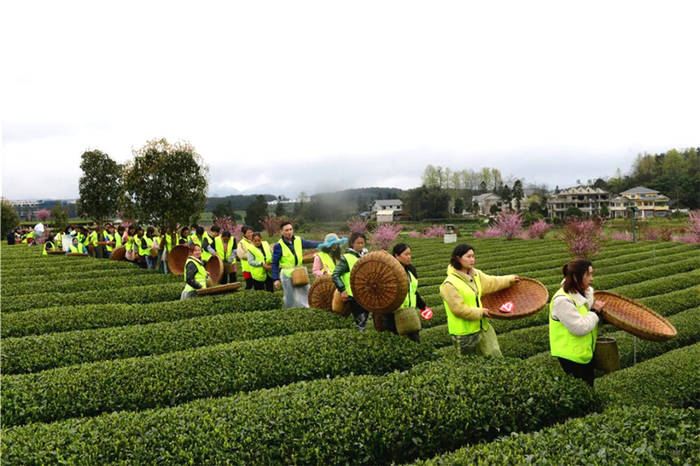有关于贵州凤冈:茶乡儿女采新绿 十指尖尖展风采的新闻(5)