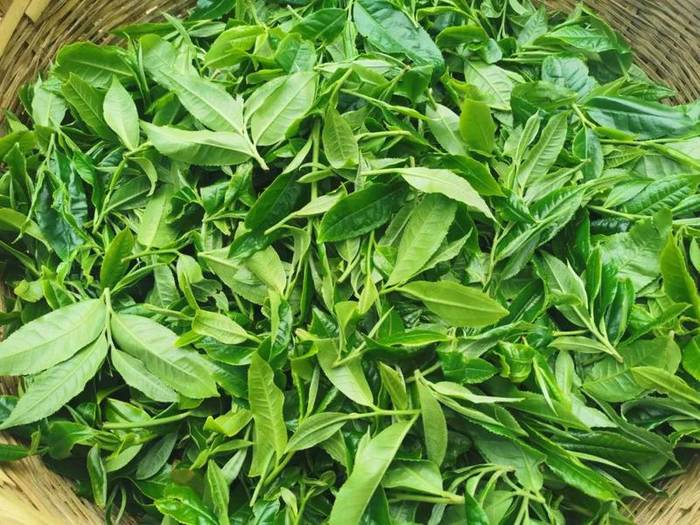 关于宁洱困鹿山古树茶开采 每公斤鲜叶最高价格1.28万元 的最新资讯(2)