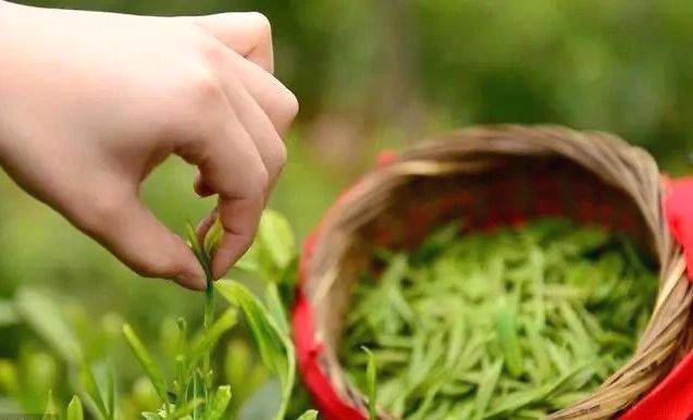 有关于北纬30度的奇迹——恩施富硒茶恩施玉露的热门信息