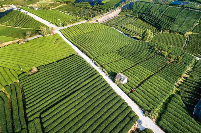 有关于第十四届茶商大会即将开幕 首次线上线下共同举办的最新资讯(6)