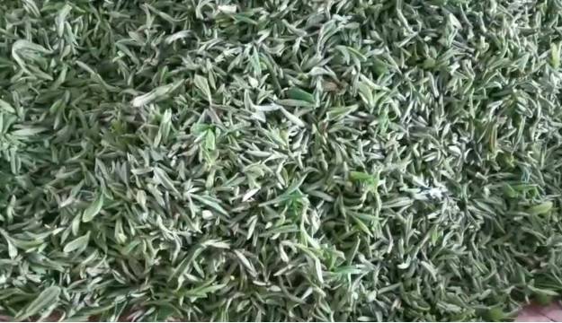 有关于正值港城茶农采摘新茶好时节 明前云雾茶上市的消息