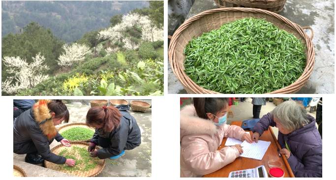 关于雷山县春茶采摘加工正当时，一年一度茶飘香！的热门新闻