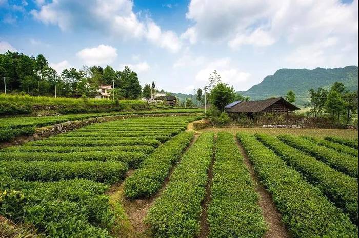 关于“晒怏焙干”，打造张家界又一闪亮名片——桑植白茶的热门资讯(3)