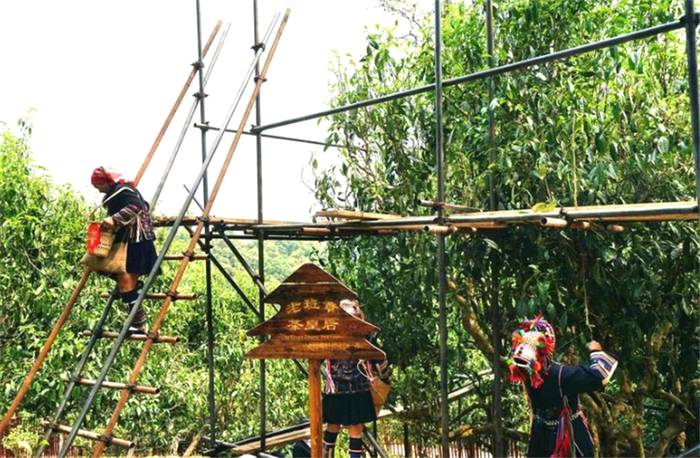 有关于一周热门：各地茶王树开采、整治毁林种茶、武汉茶博会即将启幕的热门资讯