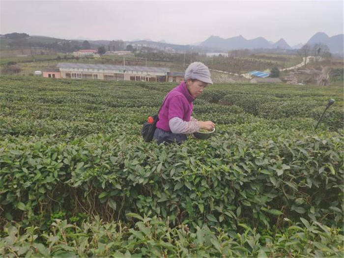关于贵阳清镇市红枫湖镇多家茶企业及茶业合作社春茶开采的新闻(1)