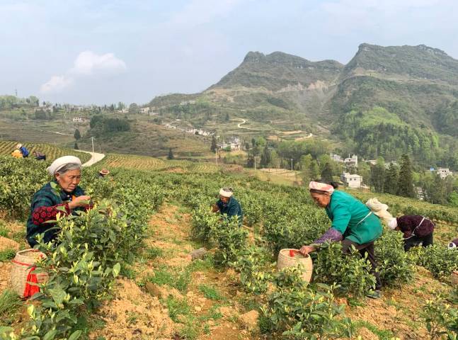 有关于沿河：“携茶”迎来采摘季 千里帮扶情义深的最新信息(2)