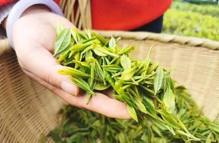 有关于平利好茶“硒多多”登上了新华社客户端！的新闻(1)