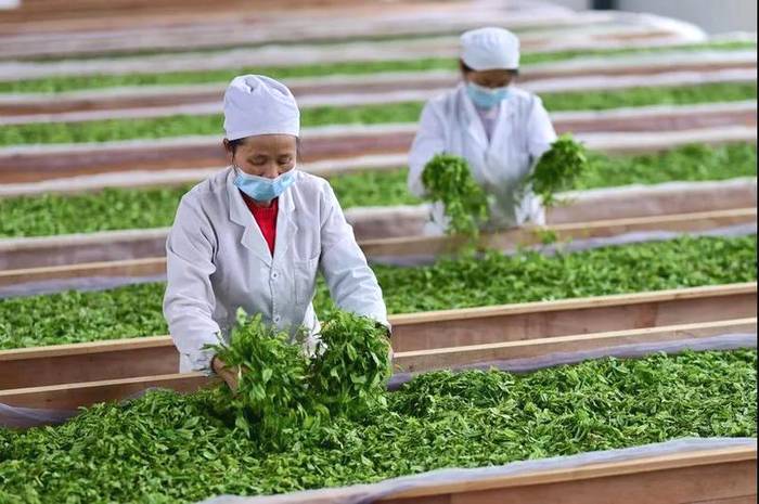 有关于人民网镜头下的贵州丹寨：茶产业融合发展助力乡村振兴的热门资讯(5)