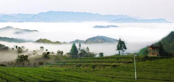 有关于一“叶”致富——“桑植白茶”地标助力乡村振兴纪实的热门新闻
