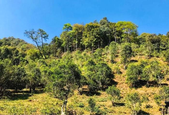 关于2021普洱五棵桩古茶园举行祭茶祖暨春茶开采仪式的信息(9)