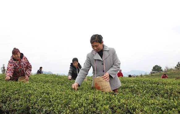 有关于贵州岑巩 3.7万余亩茶园满目葱茏 春茶飘香采摘忙的热门新闻(2)