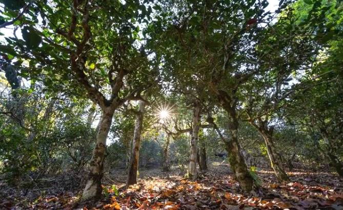 关于申遗中的景迈山古茶林文化景观靓照上新了！的资讯