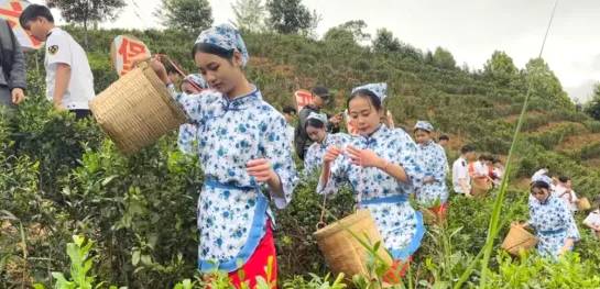 关于梧州市以创新举措促进六堡茶产业做大做强做优的资讯(2)