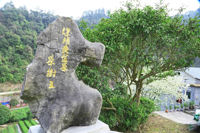 有关于“保靖黄金茶国家地理标志产品保护示范区” 入选“2021年国家地理标志产品保护示范区筹建名单”的热门资讯