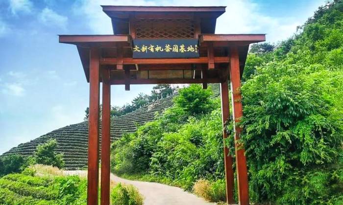有关于每一片文新茶叶,都有属于自己的生态茶园的热门资讯(5)
