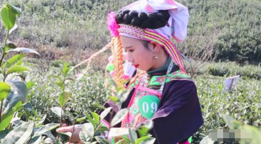 有关于雨水时节话春茶，快来看看全国各地开采春茶的最新情况吧的热门新闻