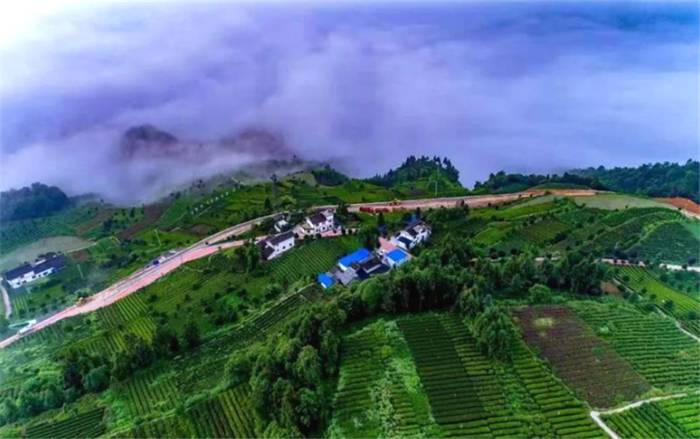 关于““锦秀茶尊”保护性开采”“中国茶叶区域公用品牌价值评估”“茶王“贡牛”1.2万/kg的最新信息(8)