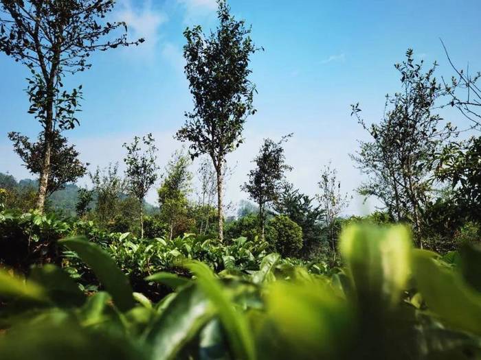 有关于西盟茶园“好帮手” 茶农吃上绿色“生态饭”的热门消息(5)