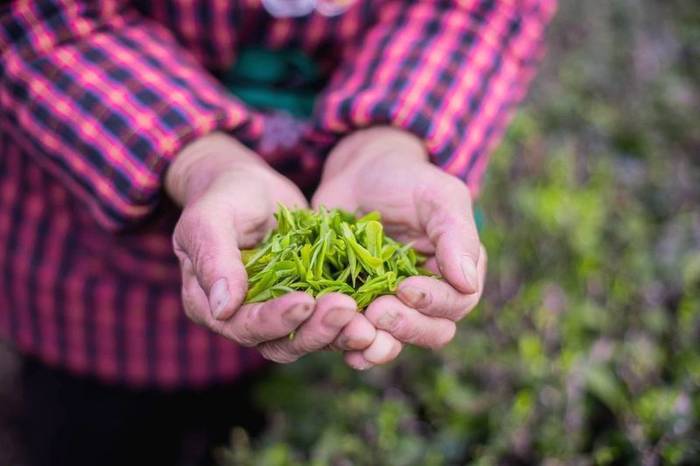 关于56000次采摘方得1斤!火出国门的三峡毛尖,天然清香!的最新资讯(10)