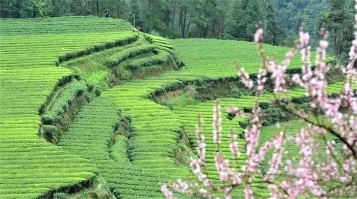 关于一周茶事 | 4省7地茶叶快递业务量超千万件；湖南茶业创新直供模式的最新资讯(5)