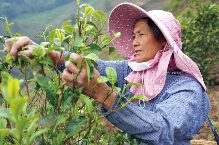 关于探访云南省临沧市双江县冰岛老寨整体搬迁的热门消息(7)