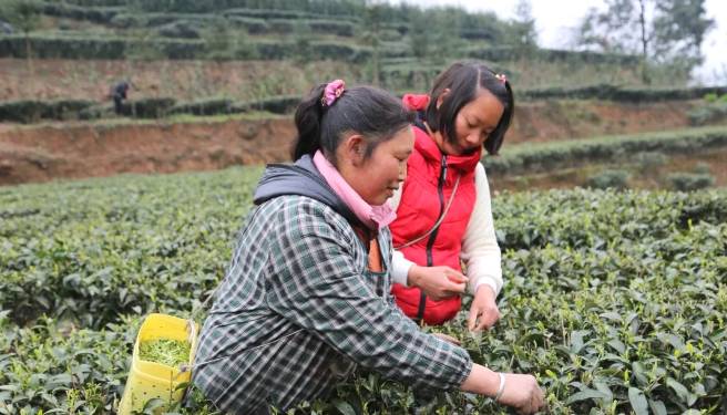 有关于兴隆乡大田村：阳春三月好风光 群众山上采茶忙的最新消息(3)