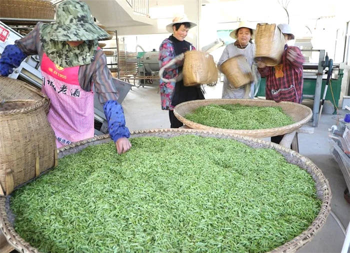 有关于安徽桐城：茶产业渐成乡村产业振兴的新支点的热门信息(1)