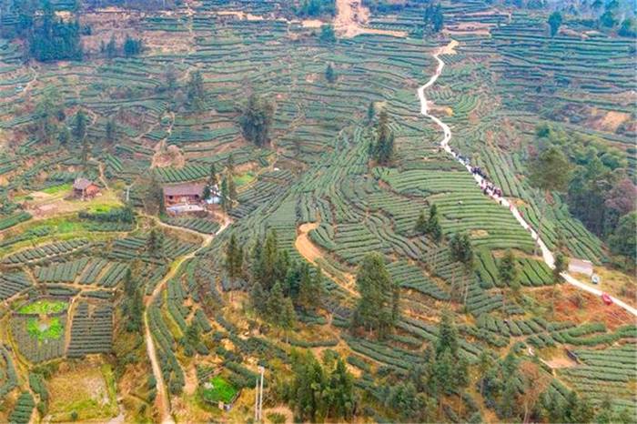 关于打造“甜城茶乡”，内江茶叶如何破题出圈？的新闻(1)