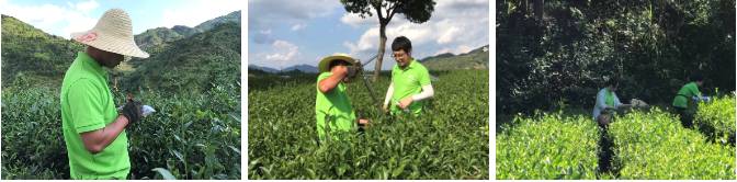 关于“茶生态医院”出妙招，助力传统铁观音“二次腾飞”！的消息(7)