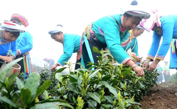 有关于黔西南35万亩春茶迎来采收季 茶农采茶忙的热门消息(3)