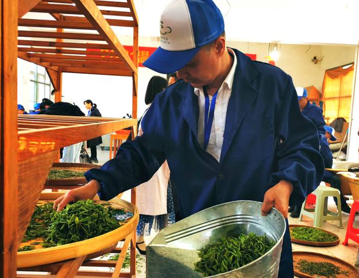 关于温州市评出十大制茶大师十大精品名茶 助力打响“温州早茶”品牌知名度的最新消息(4)