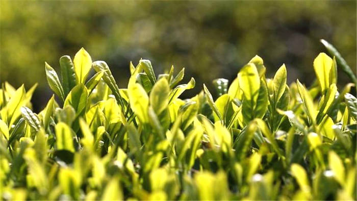 有关于四川通江县预计今年可生产茶叶2800余吨,实现综合产值2.5亿元的热门资讯