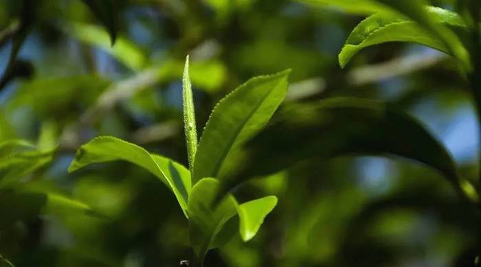 关于古树茶强势回归!2021年云南山头茶价格发布的热门资讯(17)