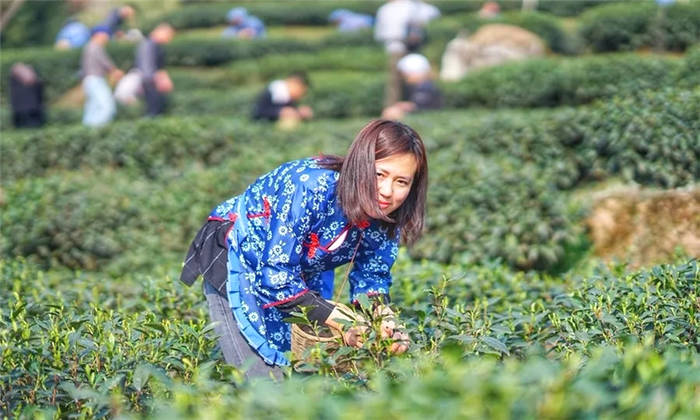 关于坐拥万亩茶田,来四川雅安解锁春日限定耍法的最新信息(12)