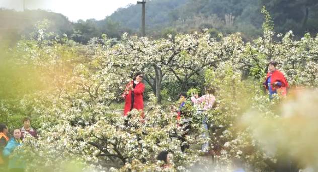 关于春茶季：重庆民众着古装踏青赏梨花采春茶的热门消息(5)