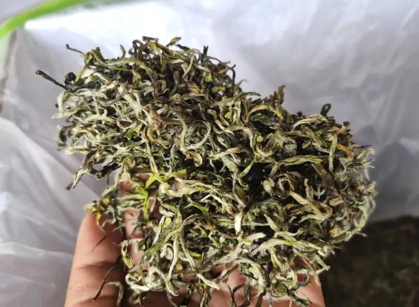 有关于春吐黄金芽 普洱西盟南亢村茶农笑哈哈！的新闻(4)