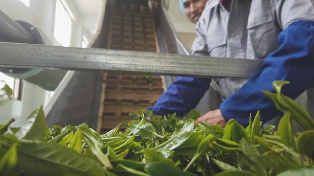 关于直接产值6.7亿元!广西梧州六堡茶加工“提速”了的热门信息(5)