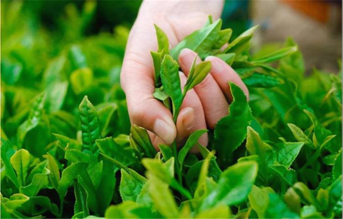 关于贵州：茶，“鲜”从何来？万达丹寨茶园的茶滴滴香浓的最新信息(1)