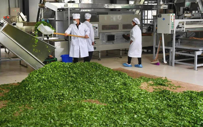 关于陕南茶业:绿染秦巴山川 成就“金山银山”的热门新闻(10)