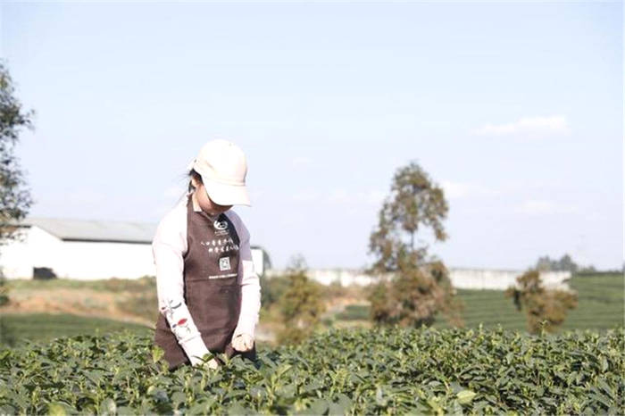 有关于四川眉山青神县：春茶销售旺 茶农采摘忙的最新信息(1)