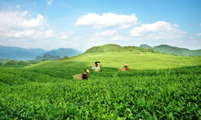 关于茶香飘万里！这片小小的叶子，让世界认识了铜仁的信息(2)