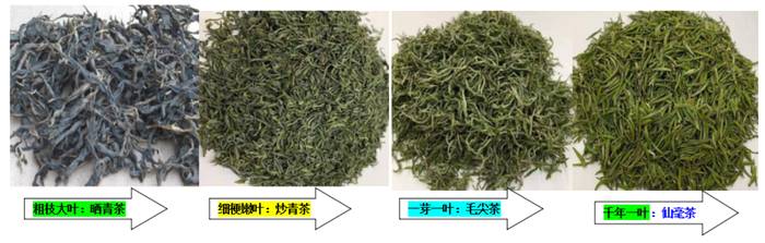 关于百年党旗红 万顷茶山青 ——镇巴茶业百年变化图示的资讯(8)