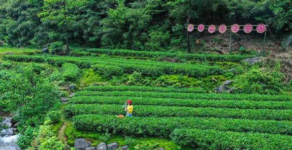 有关于南岳云雾茶精品示范基地授牌仪式暨怡绿茶业“智慧茶园”开通仪式举行的最新资讯