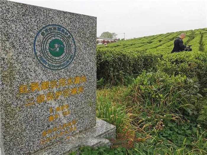 有关于央视聚焦中华茶博园：生态和产业美美与共的信息(1)