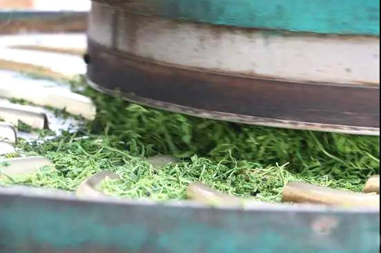 关于日照市岚山区大棚春茶上市！刚出锅的茶叶可真香~的热门消息